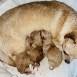 "Bailey’s 2nd litter" Chihuahua Puppies from Blue Diamond Chihuahua’s
