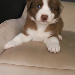 Australian Shepherd Puppies from Kiki's Aussies