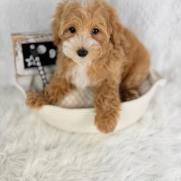 Frappe - Cream male Poodle puppy in Florida from Adorable Toy-Miniature Poodles