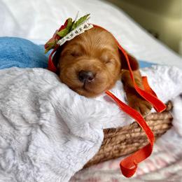 Lexi - Apricot female Goldendoodle puppy in Spanish Fork, Utah from Maplesierradoodles