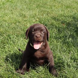 Thorn - Chocolate male Labrador Retriever puppy in Camden, Indiana from Camden's Caring Canines