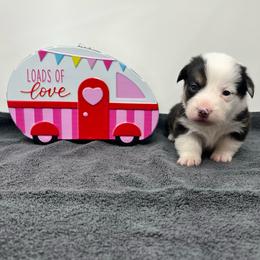 Neve - Black and tan female Pembroke Welsh Corgi puppy in Waco, Texas from The Comma Corgis
