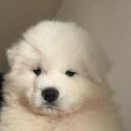 Orange Boy - White male Samoyed puppy in Hellertown, Pennsylvania from O’blako Samoyeds