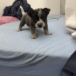 Girl 1 - Blue speckled female Australian Cattle Dog puppy in Concrete, Washington from Back Country Australian Cattle dogs