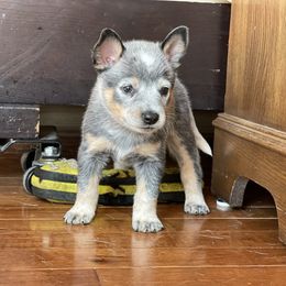 Australian Cattle Dog Puppies from Tin Roof Australian Cattle Dogs