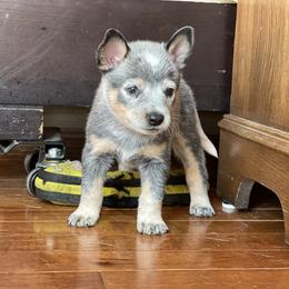 Australian Cattle Dog Puppies from Tin Roof Australian Cattle Dogs