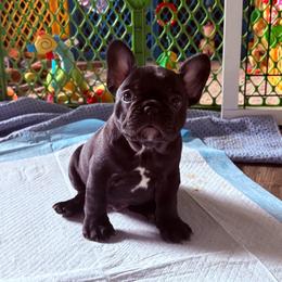 Bastien (Bass) - Brindle male French Bulldog puppy in Alabama from Rathbone Bulldogs