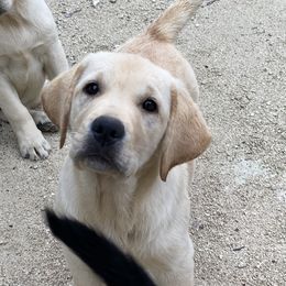 Girl 4 - Yellow Labrador Retriever puppy in The Hammocks, Florida from Chambray Labradors