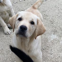 Girl 4 - Yellow Labrador Retriever puppy in The Hammocks, Florida from Chambray Labradors