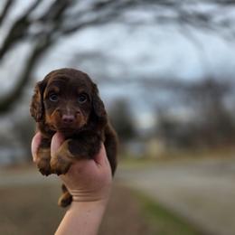 Melody - Chocolate and tan female Dachshund puppy in Indianapolis, Indiana from Homegrown Hoosier Kennels