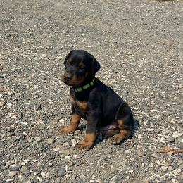 Boy 1 - male Doberman Pinscher puppy in Cheney, Washington from European Dobermans by Diana