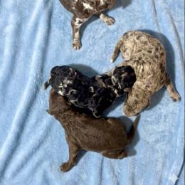 Boy 5 - Chocolate male Goldendoodle puppy in Sterling, Connecticut from Justine’s Retrievers and Doodles