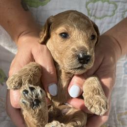 Goldendoodle Puppies from Cassie Farms