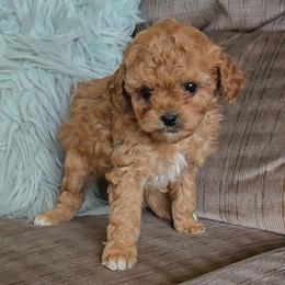 Timmy - Red male Cavapoo puppy in Blackfoot, Idaho from Rocky Desert Goldens and Cavaliers