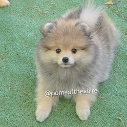 Morwen - Orange sable female Pomeranian puppy in Boca Raton, Florida from Poms of The Shire