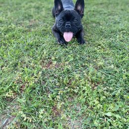 French Bulldog Puppies from Country Lace French Bulldogs