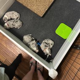 Border Collie puppies from South Wind Stockdogs
