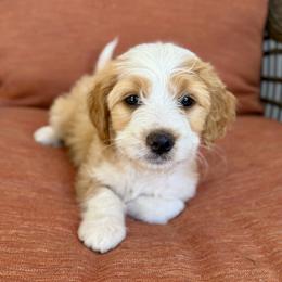 Sally - Red female Bernedoodle puppy in Springville, Utah from Oodles of Bernedoodles