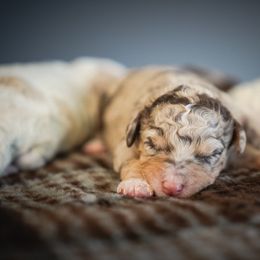 Girl 5 - Brown female Bernedoodle puppy in Caldwell, Idaho from Boise Doodle Co.