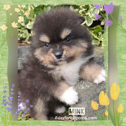 Mink - Black and tan male Pomeranian puppy in Eatonville, Washington from Foxy Forest Poms