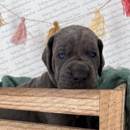 Colt - Fawn male Great Dane puppy in Granbury, Texas from Anderson Blau’s Great Danes