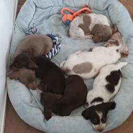 Dachshund Puppies from Wilson's Kennels