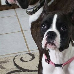 Boxers from Good Breeders