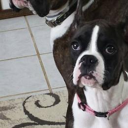 Boxers from Good Breeders
