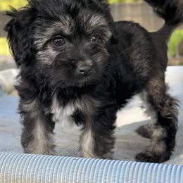 Blue collar - Black and tan male Lowchen puppy in Lexington, Kentucky from Willowcreek Kennel