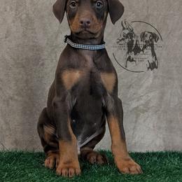 Male 5 - Black Collar - Red and rust male Doberman Pinscher puppy in Spencer, Indiana from Jackson's Dobermans