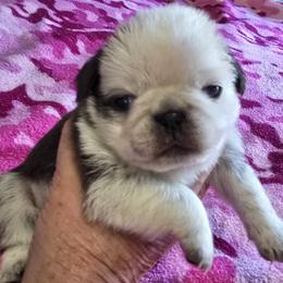 Pug Puppies from Royal House of Pugs