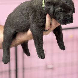 Emerald - Gray brindle female Cane Corso puppy in Pollock Pines, California from Capitol City Cane Corso
