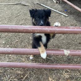 Australian Shepherd Puppies from Malin Family Aussies