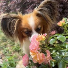 Whiskey - Papillon