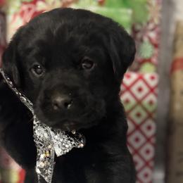 Boy 2 - Labrador Retriever puppy from Red White & True Labradors