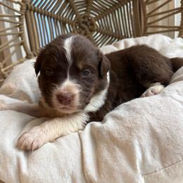 Apollo - Red tri-color male Australian Shepherd puppy in Grants Pass, Oregon from Carmel Mountain Aussies