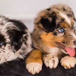 Australian Shepherds from Our Little Ark