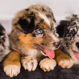 Australian Shepherds from Our Little Ark
