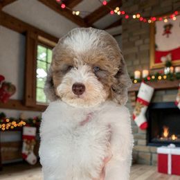 Muffin - Parti male Poodle puppy in Tucson, Arizona from Adored Poodle & Doodles