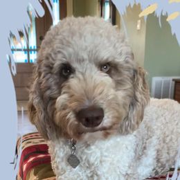 Gabby - Goldendoodle