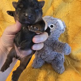 Lilac - Black and tan female Yorkshire Terrier puppy in Clermont, Florida from Bella's Prissy Butts