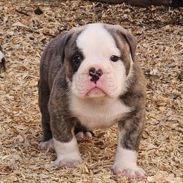 Ziti - Fawn brindle and white male Bulldog puppy in Washington from Sun City Campeiro Bulldogs