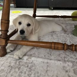 Golden Retriever Puppies from Nina's Golden hour