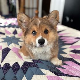 Pembroke Welsh Corgi Puppies from At Ease Acres