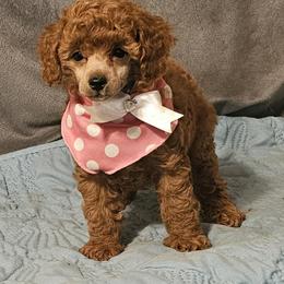 Pretty - Red  female Poodle puppy in Willis, Texas from Golden's Poodles