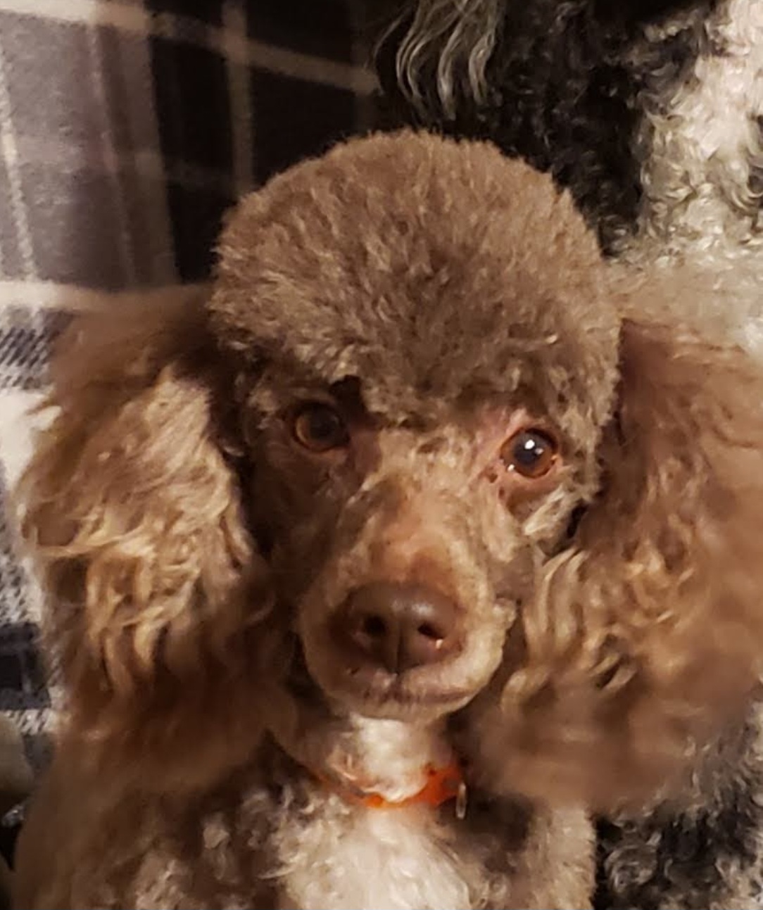Paxton - Poodle