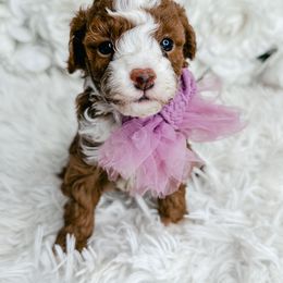 Goldendoodle and Poodle Puppies from Anytime Doodles