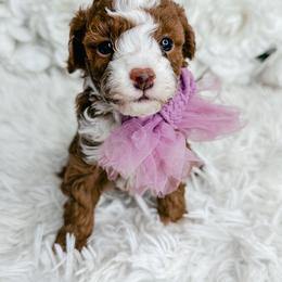 Goldendoodle and Poodle Puppies from Anytime Doodles