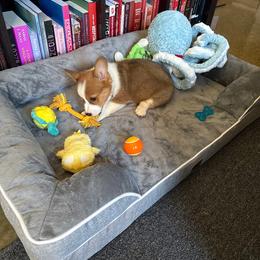 Pembroke Welsh Corgi Puppies from McGovern Family Corgis