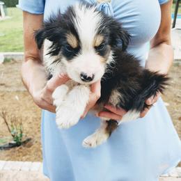 Tricolor Male 1 - Tri-color male Border Collie puppy in Alabama from Manor Farms Border Collies